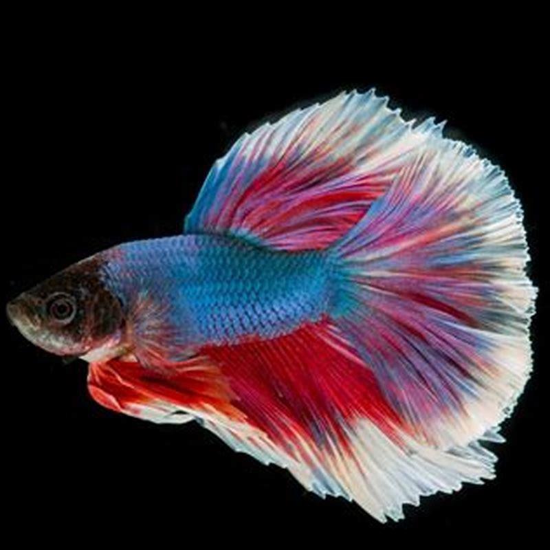 What is the name of betta fish?