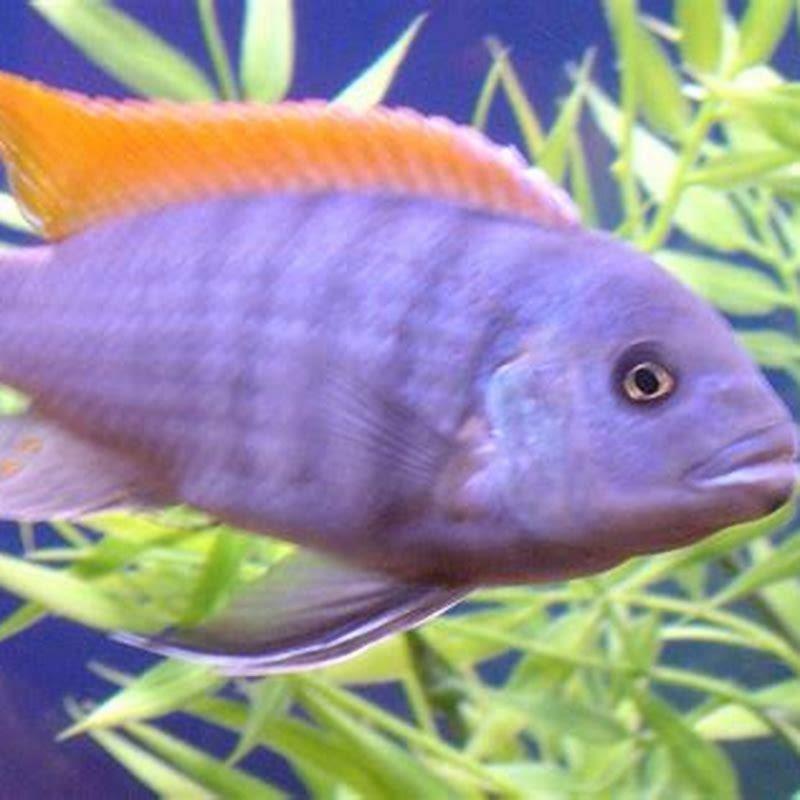 what-is-the-rarest-cichlid-diy-seattle