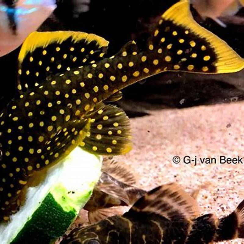 What is the use of pleco fish?