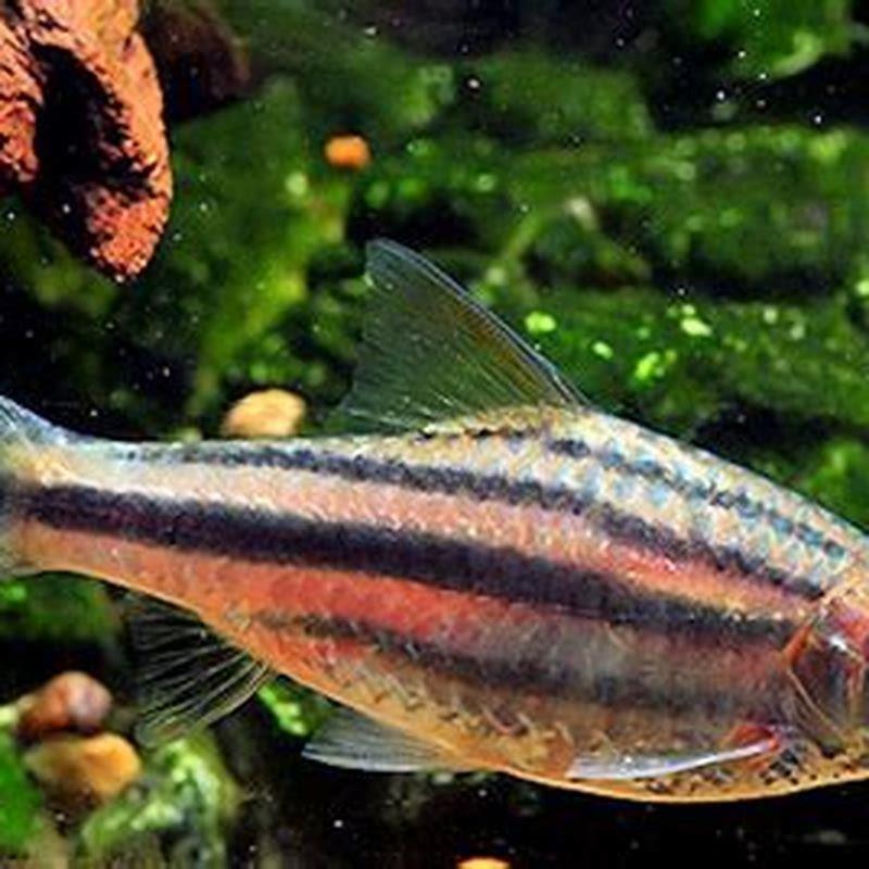 What kind of fish are barbs?