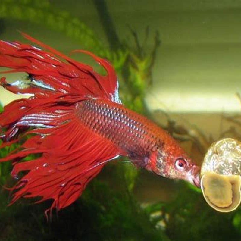 What kind of fish can live with a betta?