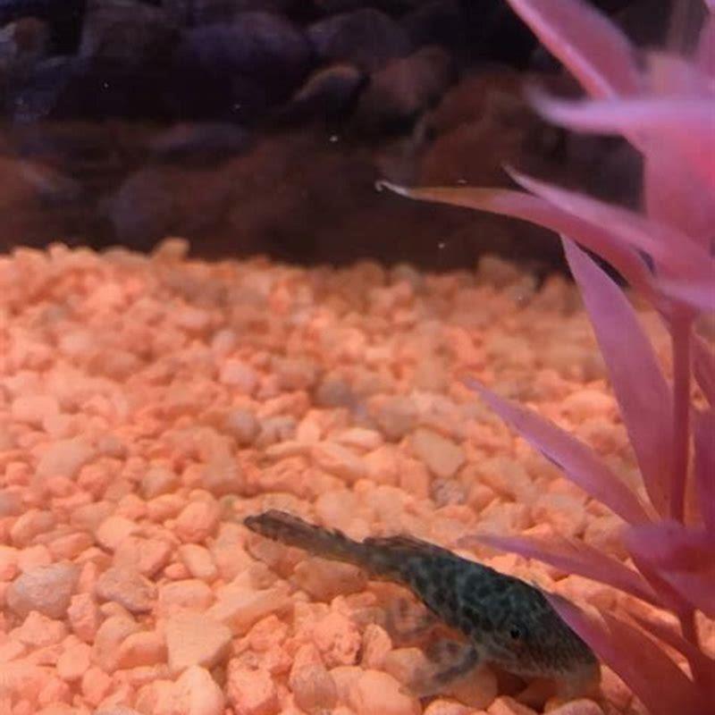 What kind of fish can live with Silver Dollars?