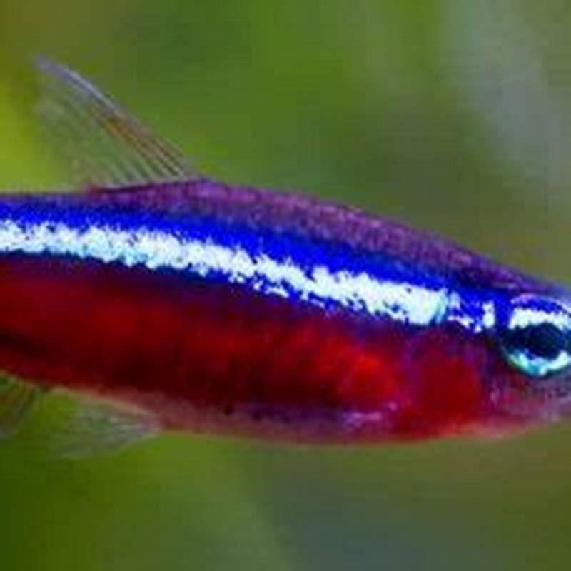 What Kind Of Fish Can You Put With Tiger Barbs DIY Seattle