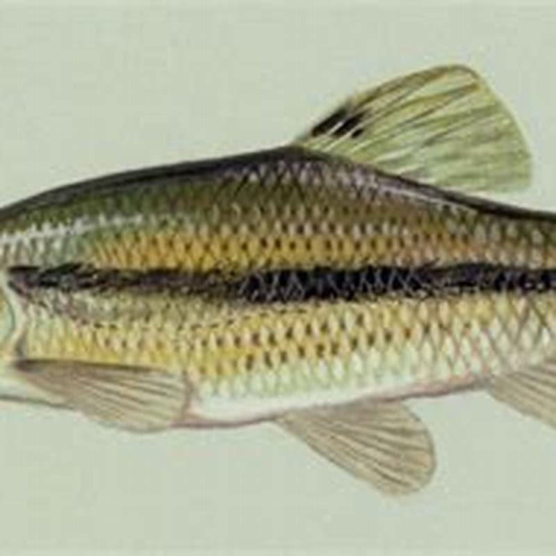 What kind of fish is a fathead minnow?