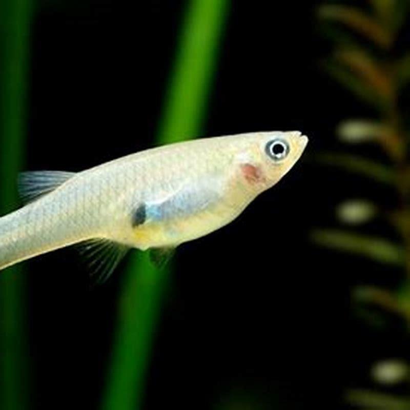 What kind of fish is a mosquito fish?