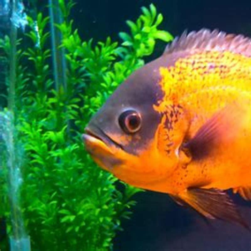 what-kind-of-fish-is-an-oscar-diy-seattle