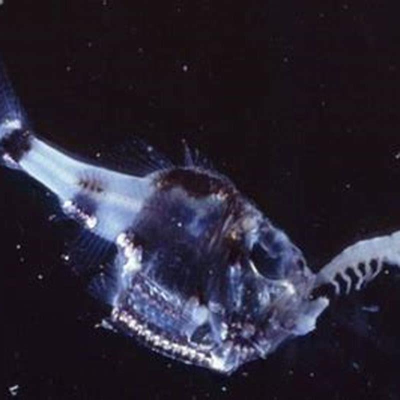 What ocean does the hatchetfish live in?