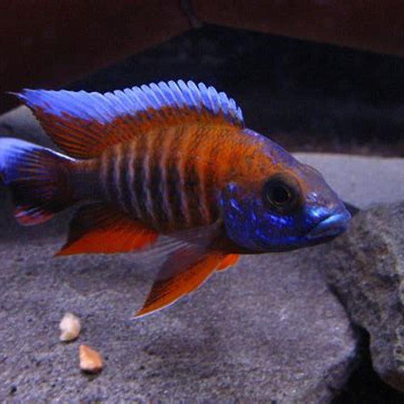 What other fish can live with peacock cichlids? - DIY Seattle