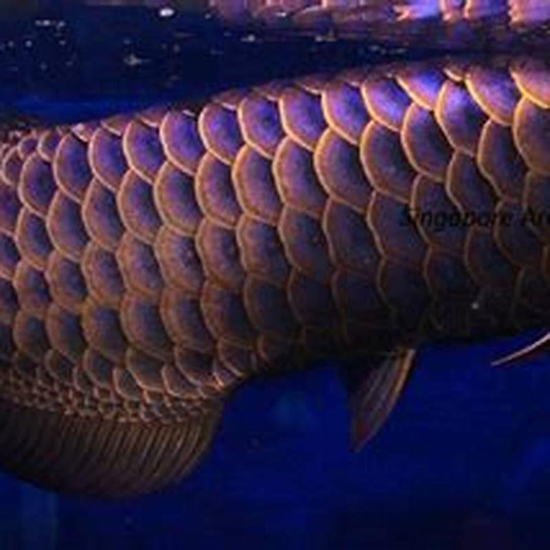 What states are Arowana illegal?