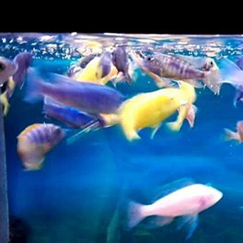 What temperature do mbuna like?