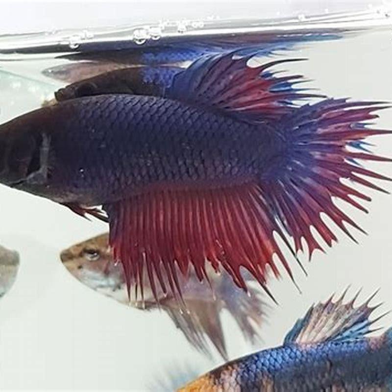 What type of betta is the least aggressive?