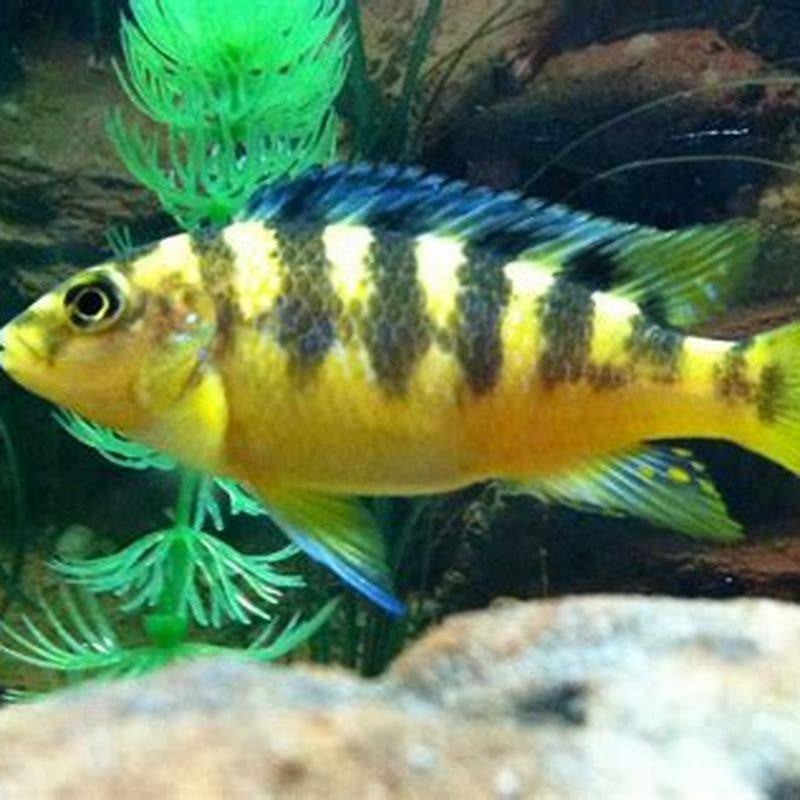What type of cichlid is a bumblebee?