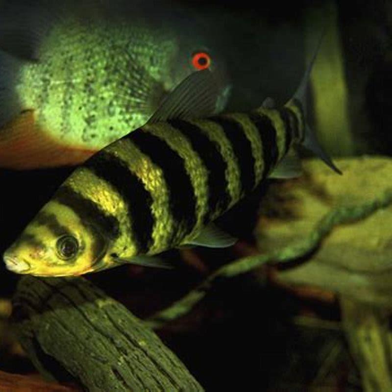 What type of fish is a Leporinus?