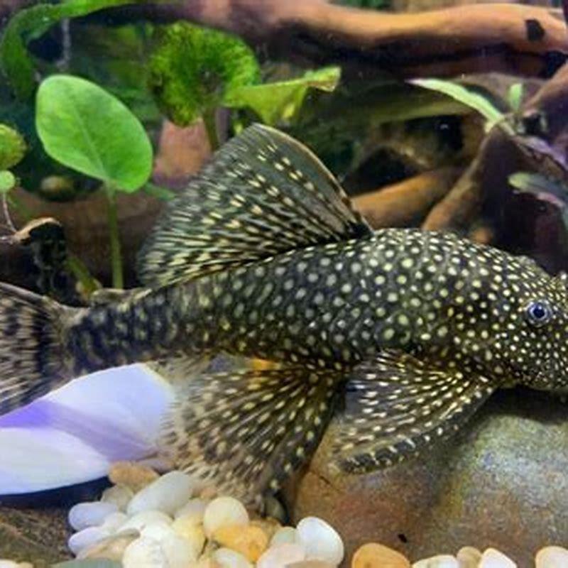 What type of pleco is a common pleco?