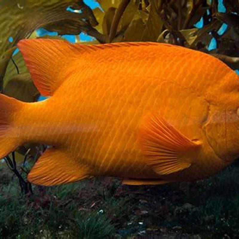 What types of fish are orange? - DIY Seattle