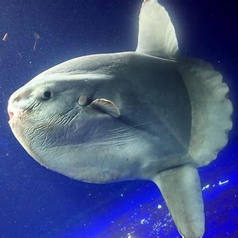 Whats the biggest tropical fish?