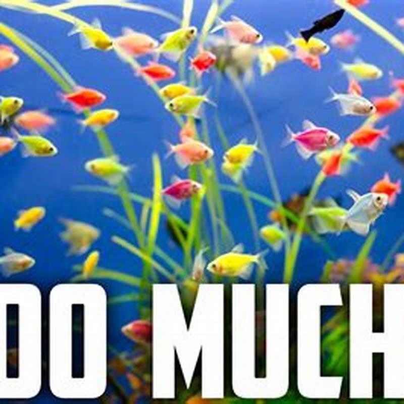 When can I add new fish to my aquarium?