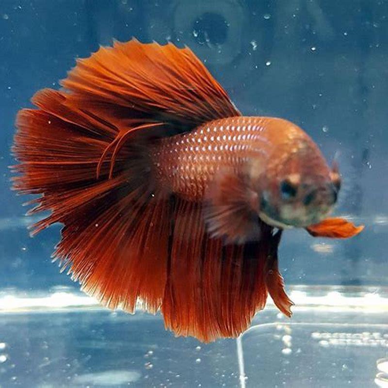 When should you feed new tropical fish?