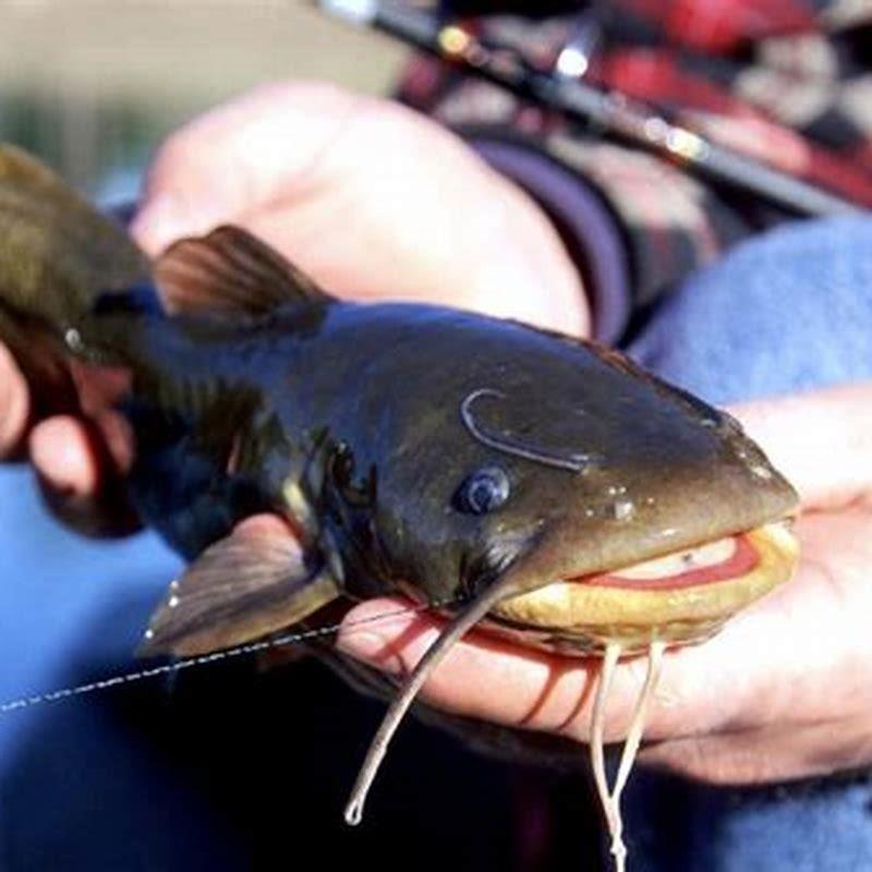 When should you not eat catfish?