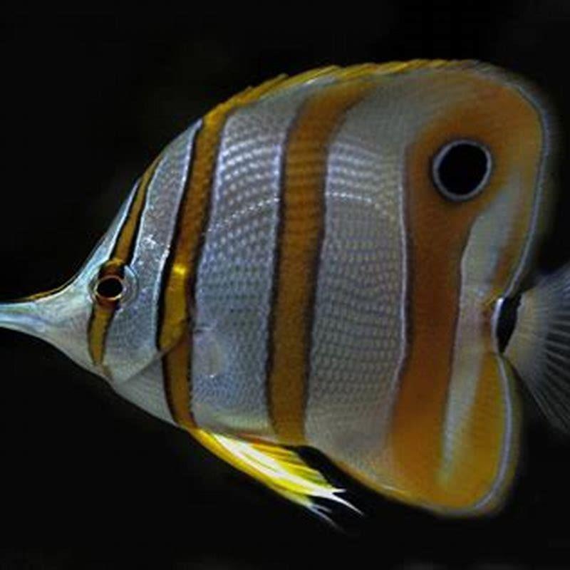 Where are Copperband butterflyfish found?