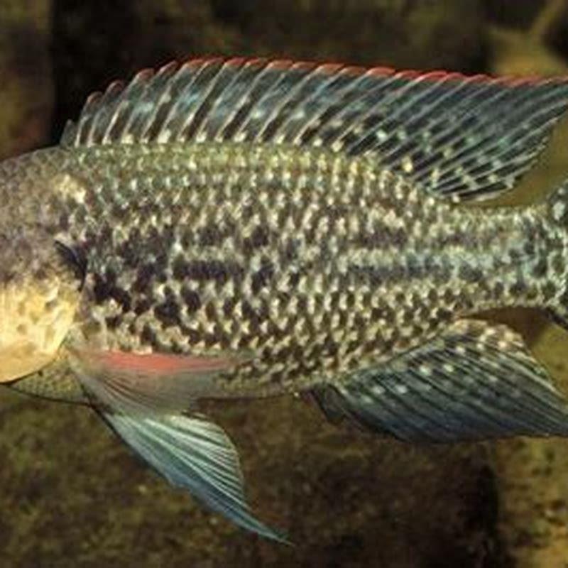 Where are Mozambique tilapia from?