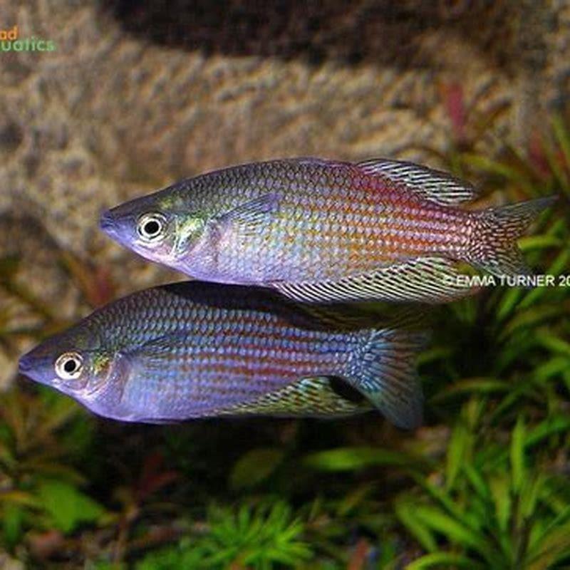 Where are rainbow fish found?