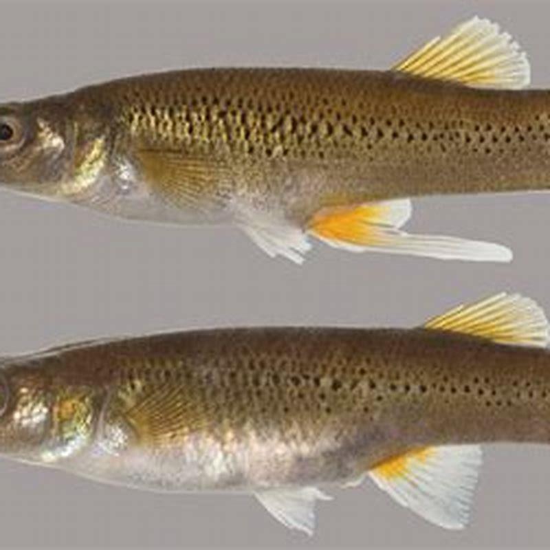 Where did the pike killifish come from?