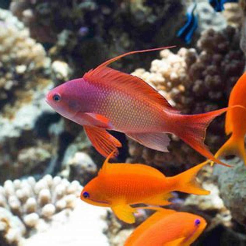 Where do anthias fish live? - DIY Seattle