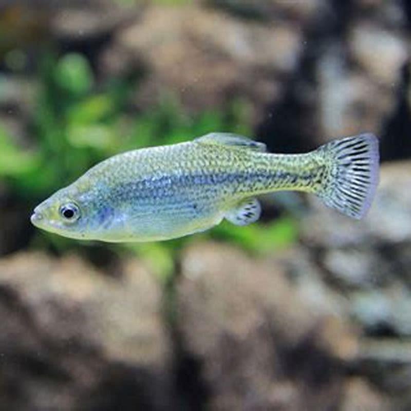 Where do butterfly Splitfin live?