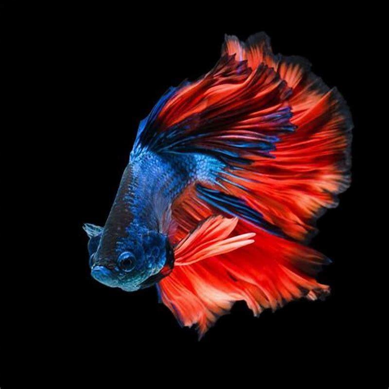 Which bettas are more aggressive?