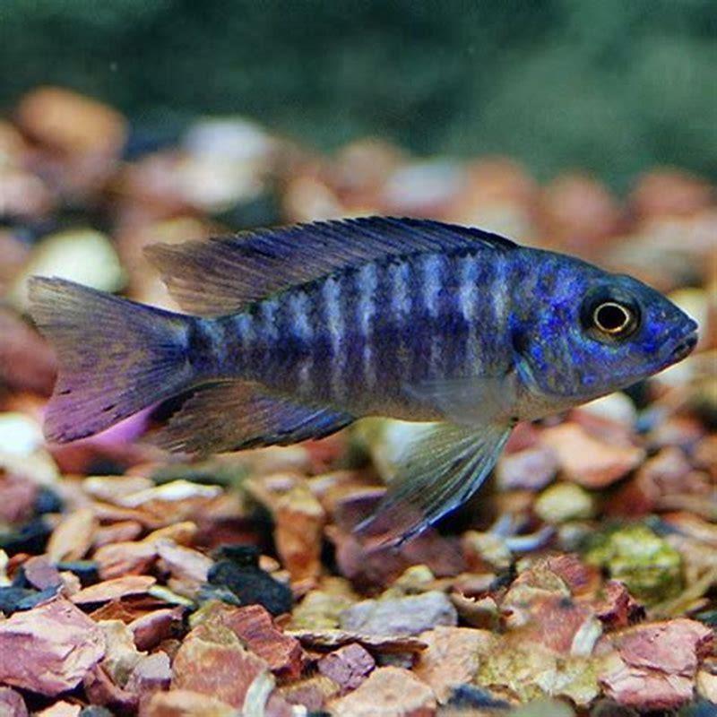 Which cichlids are more aggressive?