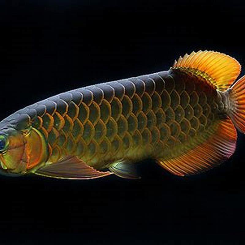 Which Color Arowana Is Best DIY Seattle pin-by-patsy-dennis-on-patsy-s-picks-in-2024-bible-study-scripture