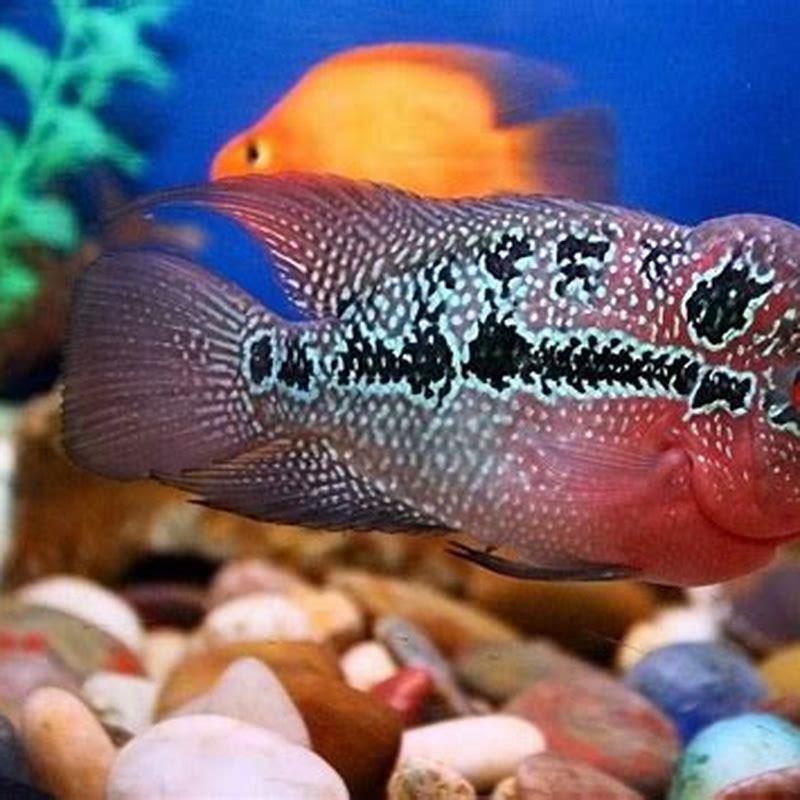 Which fish is best for Vastu?