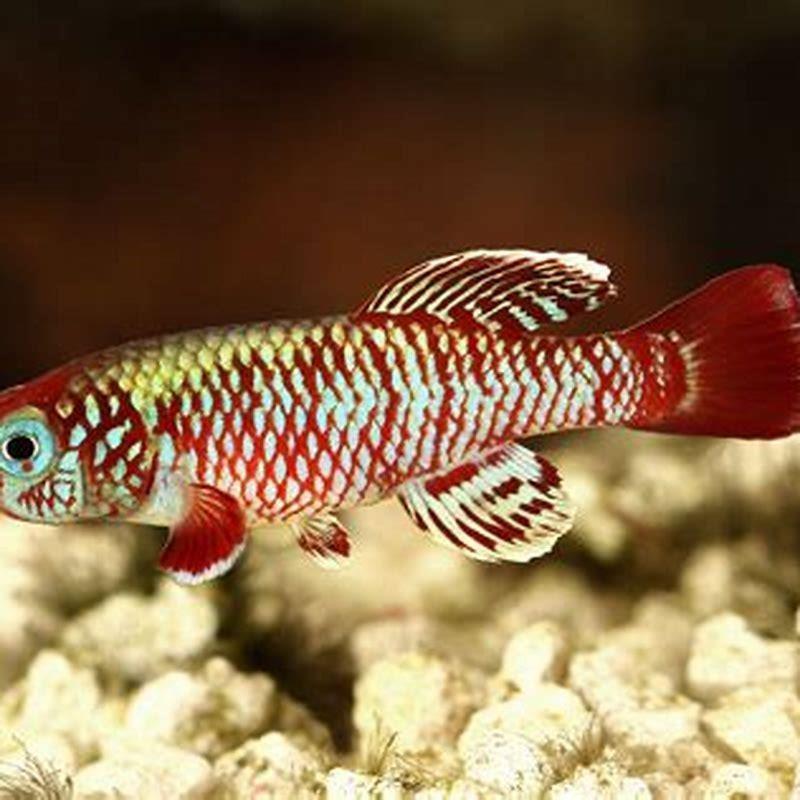 why-are-killifish-called-killifish-diy-seattle