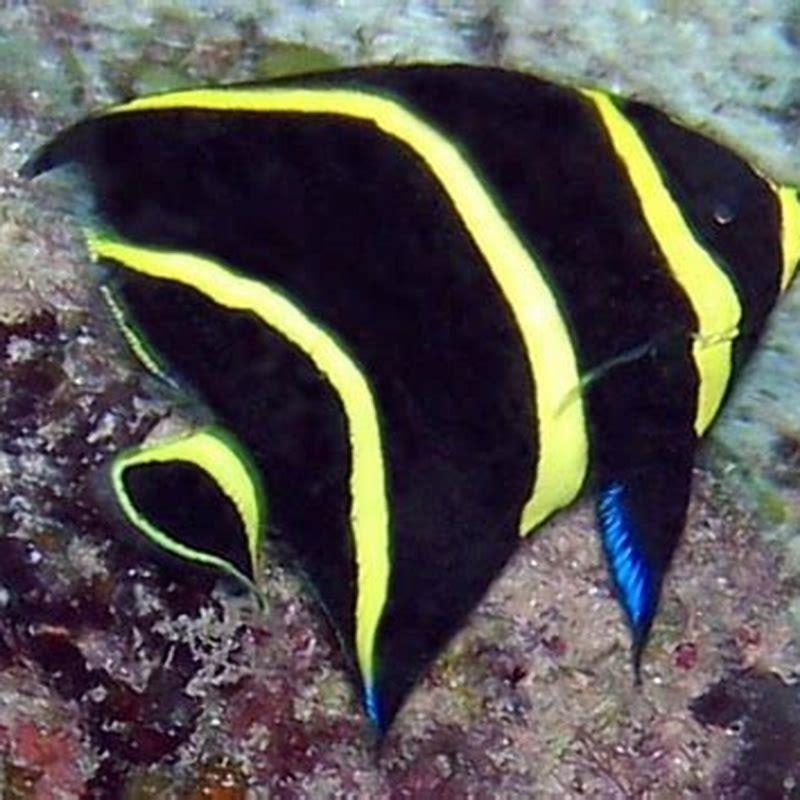 Why are they called angelfish?