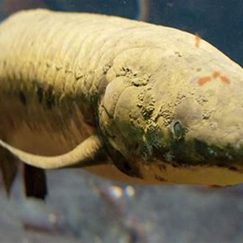 Why are they called lungfish? - DIY Seattle