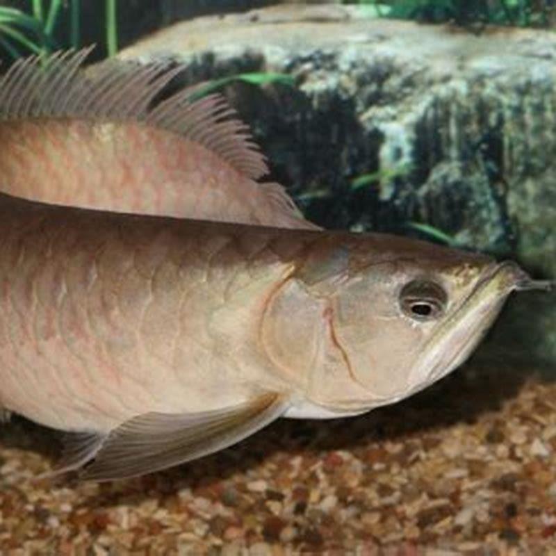 Why arowana is illegal in the United States?