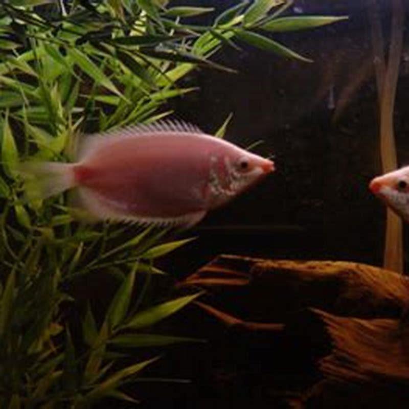 Why do kissing Gouramis chase other fish?