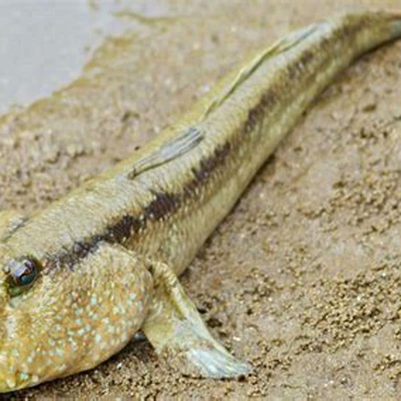 Why do mudskippers live on land?