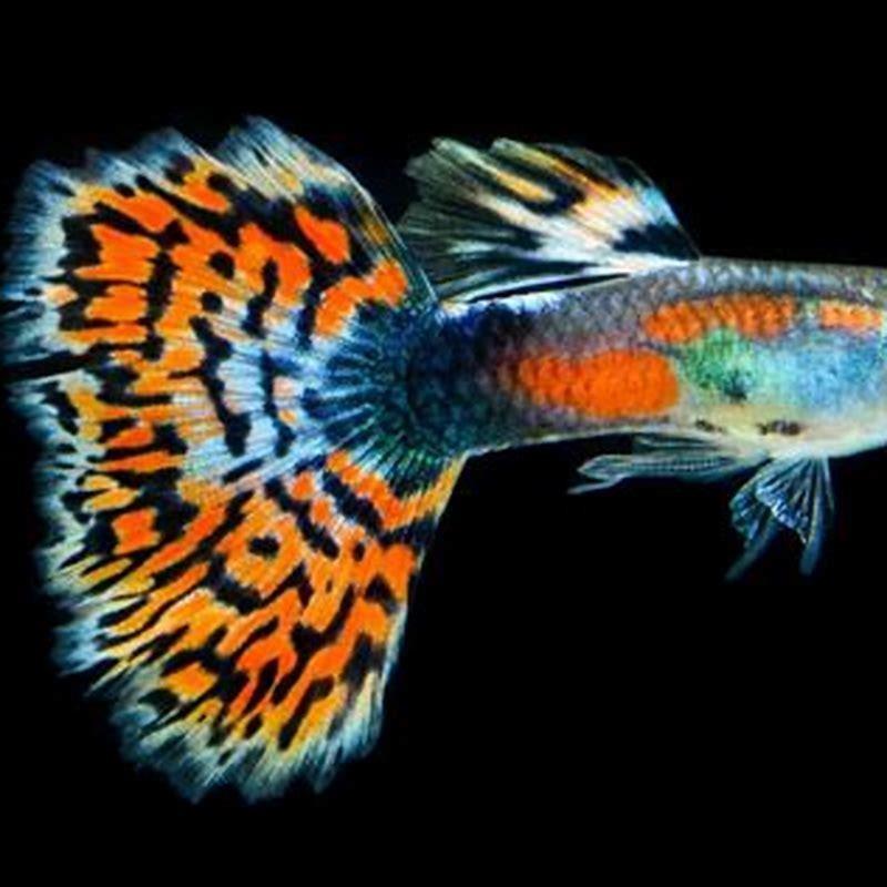 Why guppies are the best fish?