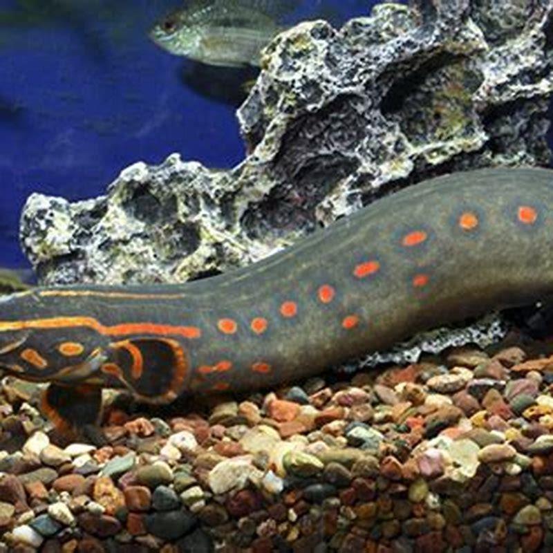 Why is it called a fire eel?