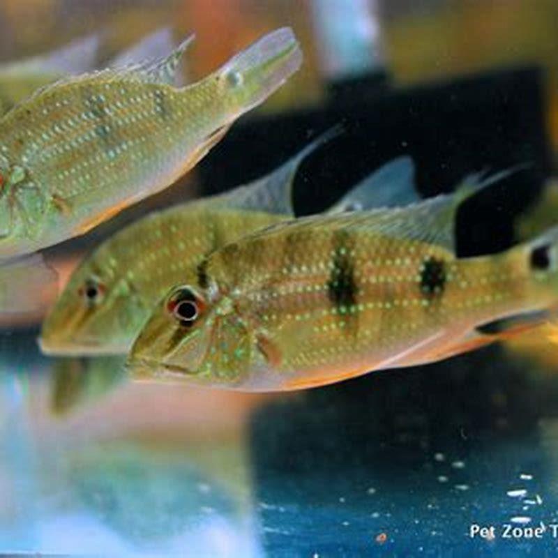 Why is it called demon Eartheater cichlid?