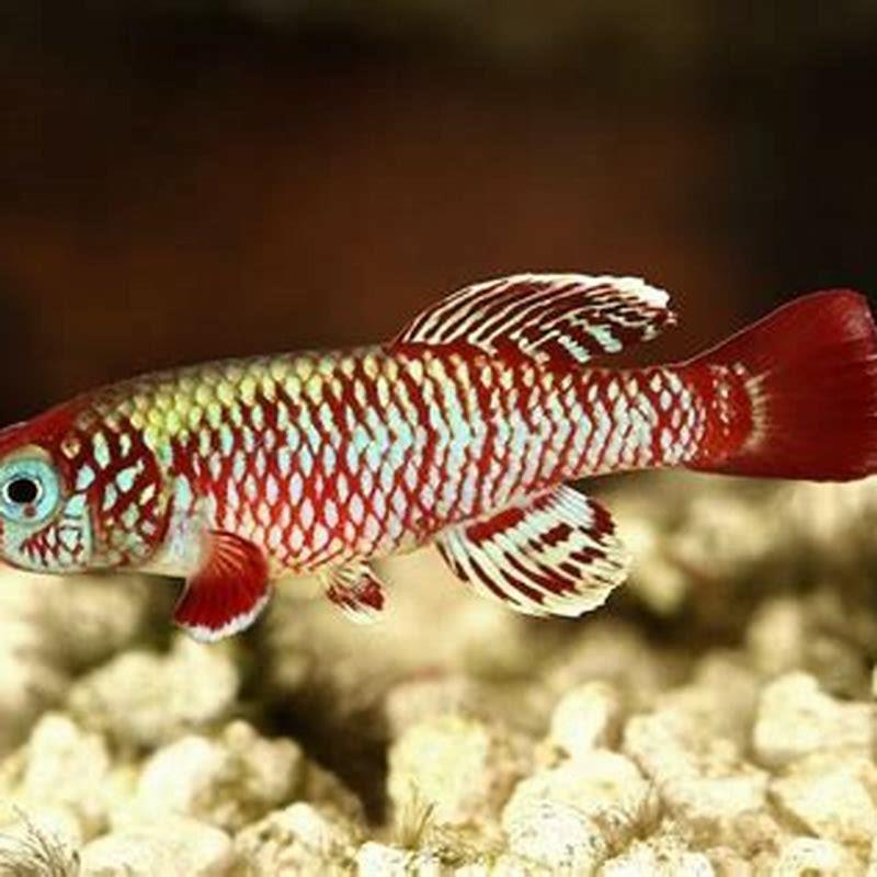 Why is it called the killifish?