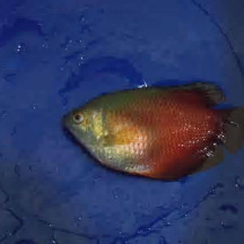 why-is-my-gourami-nipping-diy-seattle