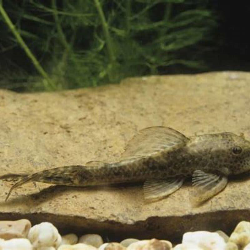 Will a pleco attack other fish?