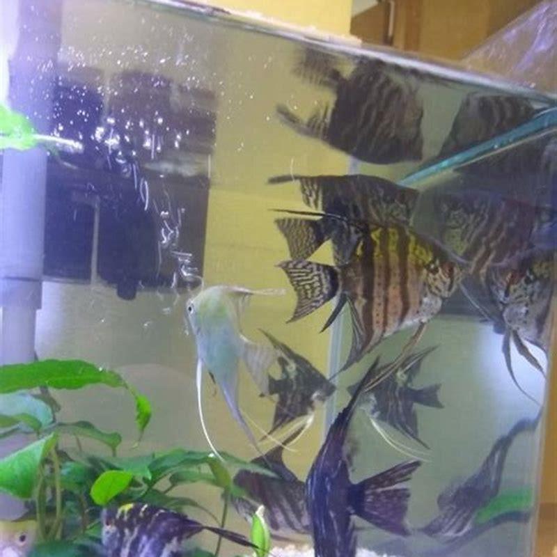 Will angel fish kill other fish?