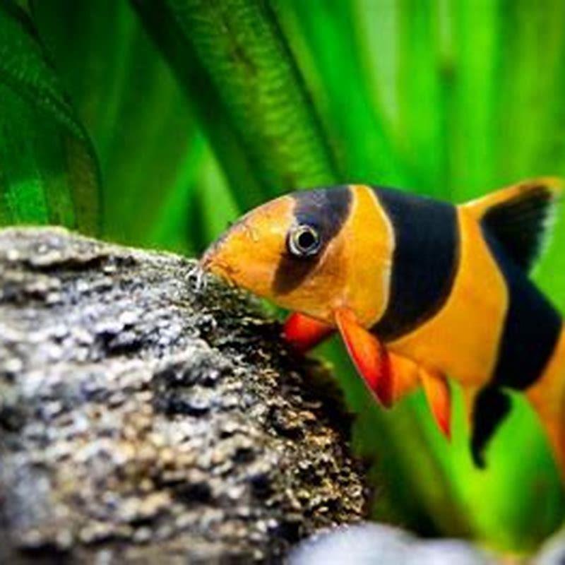 Will Clown loaches eat my snails?