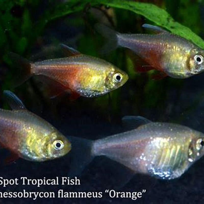 Will Flame Tetras eat shrimp?