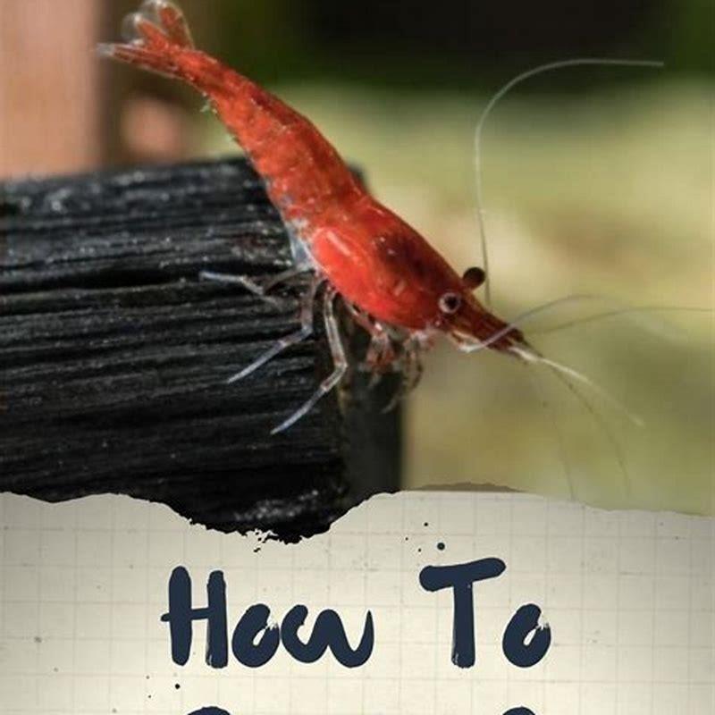 Will Halfbeaks eat shrimp?