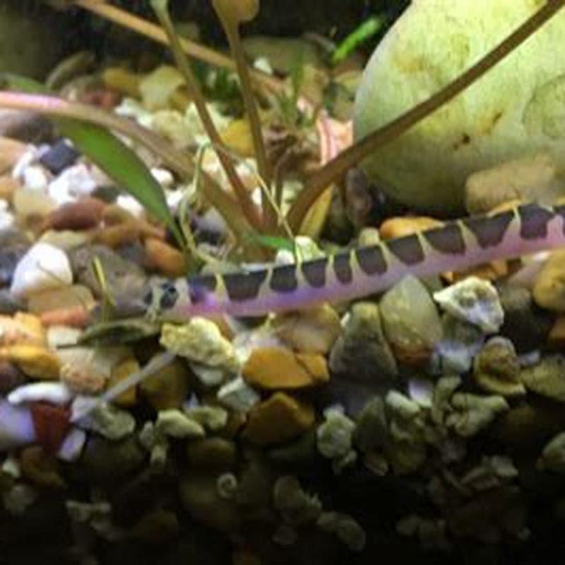 Will loaches clean algae?